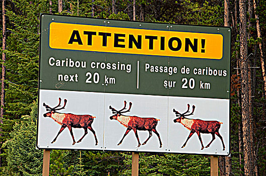 北美驯鹿,广告牌,树林,碧玉国家公园,艾伯塔省,加拿大