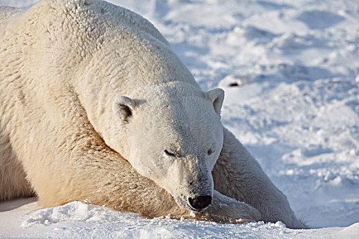 北极熊,睡觉,曼尼托巴,加拿大