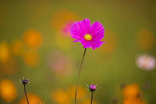 野菊花