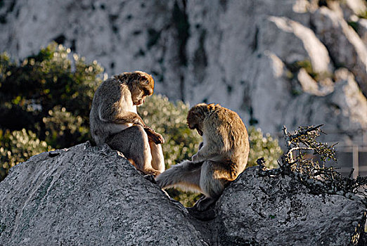叟猴,一对,直布罗陀巨岩,英国