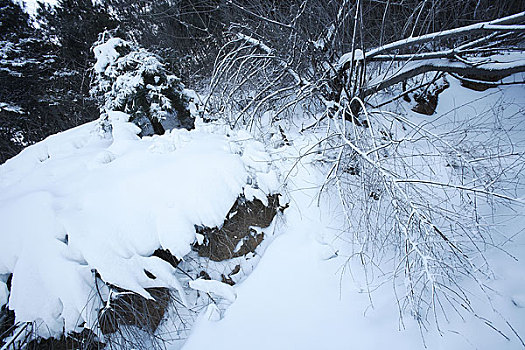 雪景