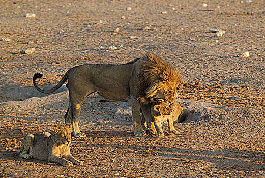 狮子,雄性,幼兽,正面,左边,埃托沙国家公园,纳米比亚,非洲