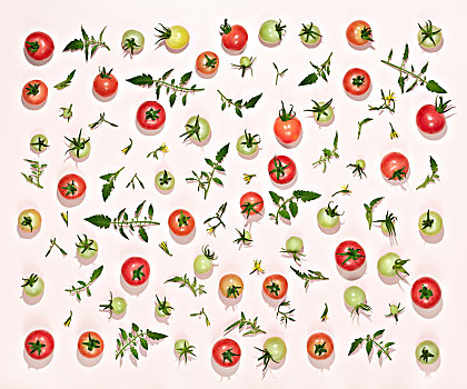 西红柿背景,果实茎叶