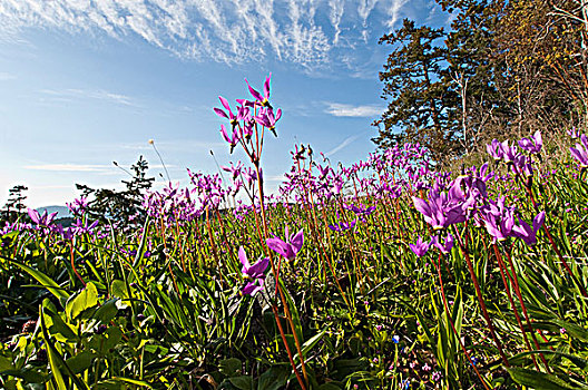 折瓣花,海湾群岛,加拿大