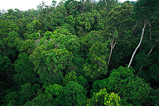 雨林,树荫,山,国家公园,沙捞越,马来西亚