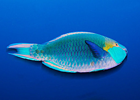 水下视角,鱼,印度洋,马尔代夫
