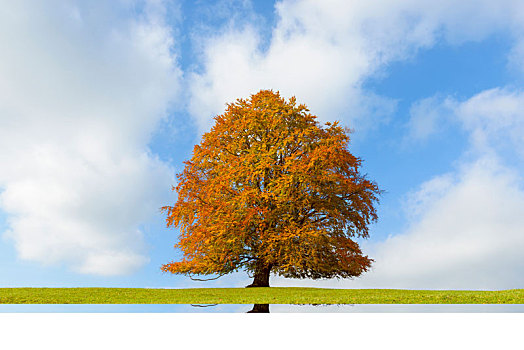 山毛榉树,秋天,斯瓦比亚,巴伐利亚,德国