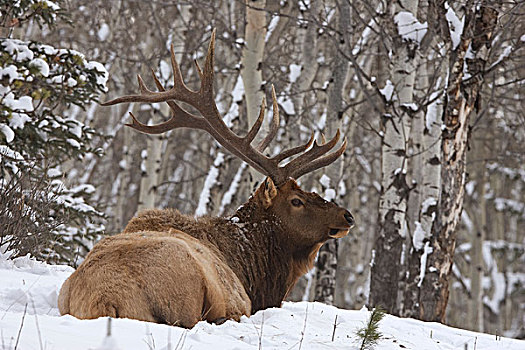 美洲,麋鹿,鹿属,鹿,雄性动物,休息,雪中