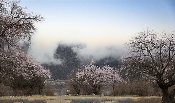 野桃花观赏圣地索松村