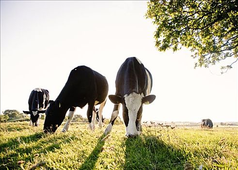 母牛,放牧,太阳,瑞典