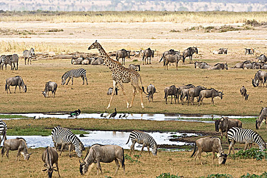 角马,斑马,长颈鹿,水坑,安波塞利国家公园,肯尼亚