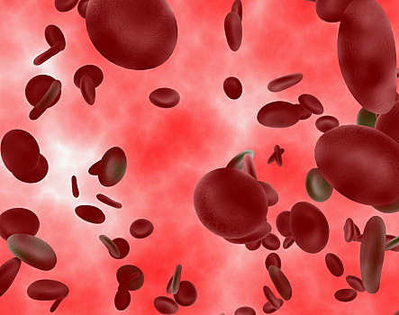 红血球,脉络