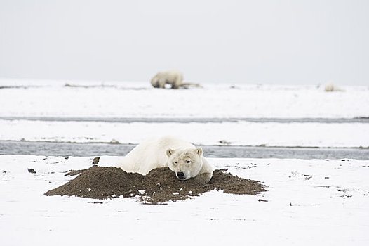 北极熊,公猪,休息,舒适,床,挖,冰冻,向上,岸边,岛屿,区域,北极圈,国家野生动植物保护区,阿拉斯加