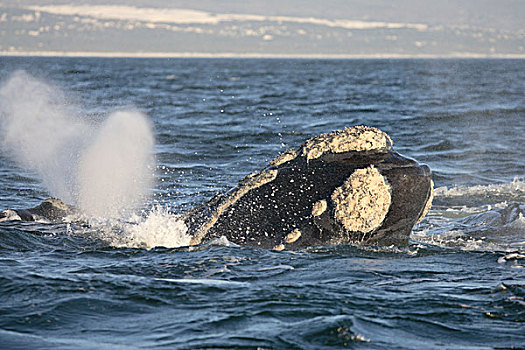 南方,右边,鲸,头露出水面,南非