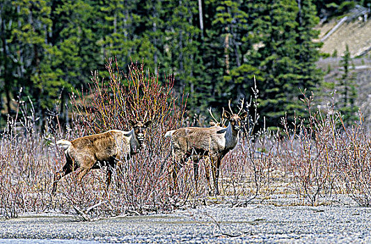 山,树林,北美驯鹿,碧玉国家公园,艾伯塔省,加拿大
