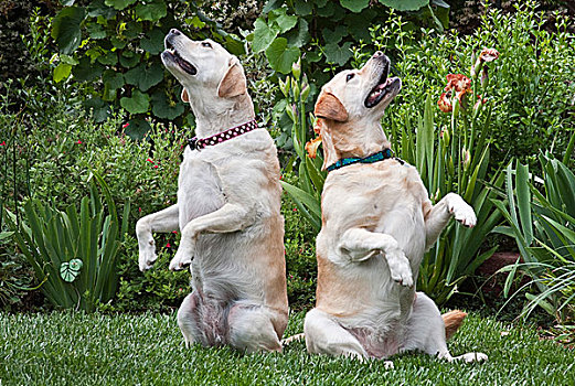 两个,黄色拉布拉多犬,猎犬,花园