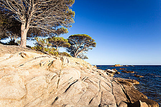 松树,岩石半岛,科西嘉岛,法国
