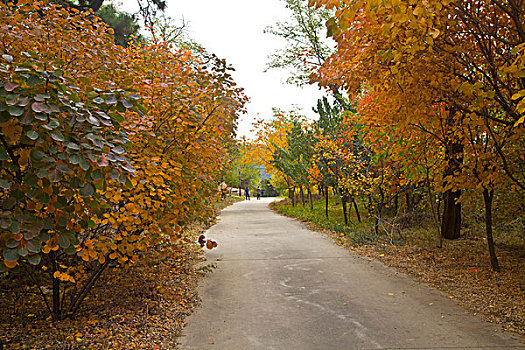 北戴河,红叶,秋天,炫,联峰山0026