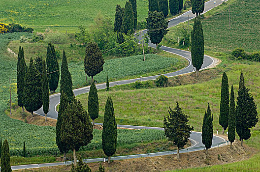 道路,皮恩扎,蒙蒂普尔查诺红葡萄酒,锡耶纳省,托斯卡纳,意大利