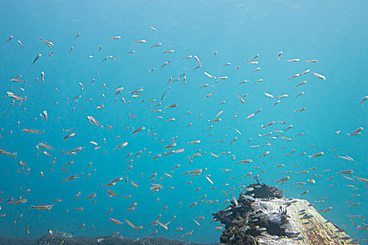 水下视角,鱼群,伊斯塔帕,墨西哥