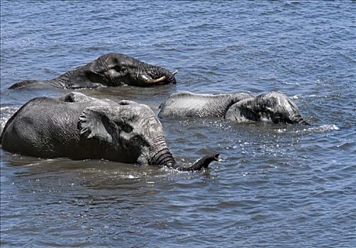 大象,游泳,乔贝,河,干燥,季节,水潭,野生动物,会聚,分界线,博茨瓦纳,纳米比亚,公园,著名,大