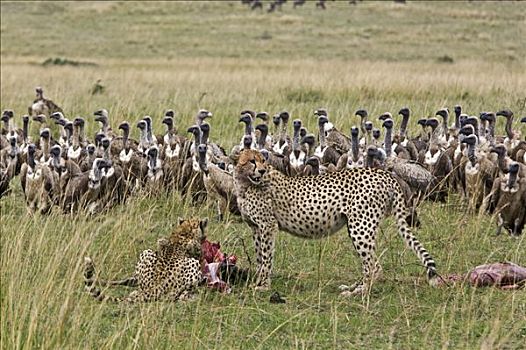 肯尼亚,马赛马拉,纳罗克地区,两个,印度豹,宴会,幼兽,角马,杀死,马赛马拉国家保护区,南方,秃鹰,等待,转,残余物