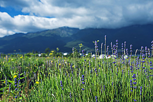 高山草原