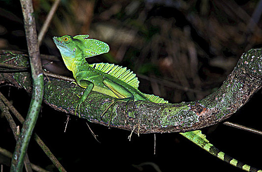 绿色,皇冠鬣蜥,蜥蜴,成年,站立,枝条,哥斯达黎加