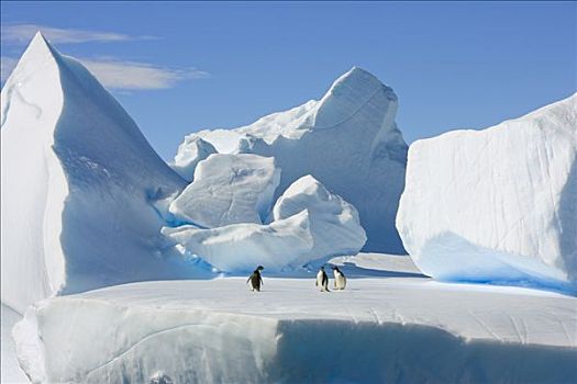 阿德利企鹅,三个,走,冰山,西部,南极
