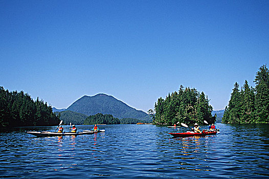 漂流,群体,格里夸湾,温哥华岛,不列颠哥伦比亚省,加拿大
