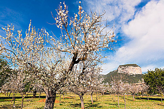 盛开,杏树,果园,地点,巴利阿里群岛,西班牙