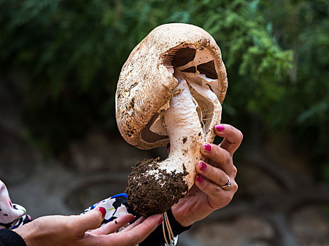 贺兰山蘑菇