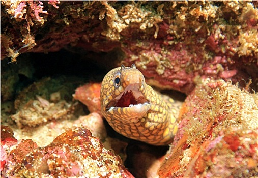 海鳗