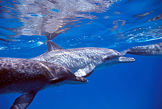大西洋细吻海豚,巴哈马