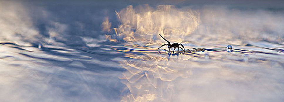 蜘蛛,漂浮,碎片,水中