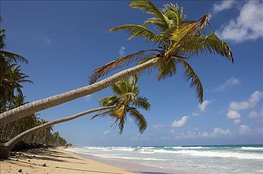 椰树,椰,海滩,多米尼加共和国,加勒比海