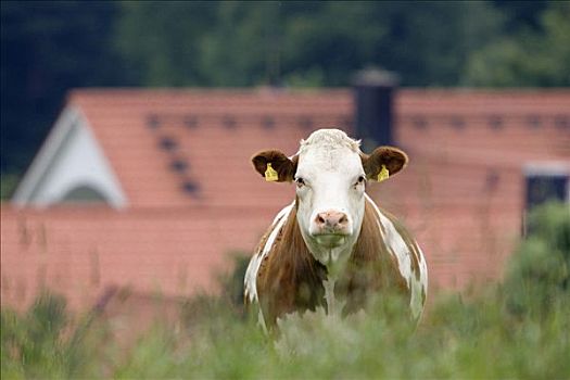 母牛,上巴伐利亚,德国