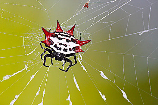 蜘蛛,上网,大沼泽地国家公园,佛罗里达