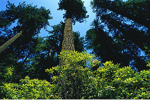 杜鹃花属植物,红杉,加利福尼亚,美国