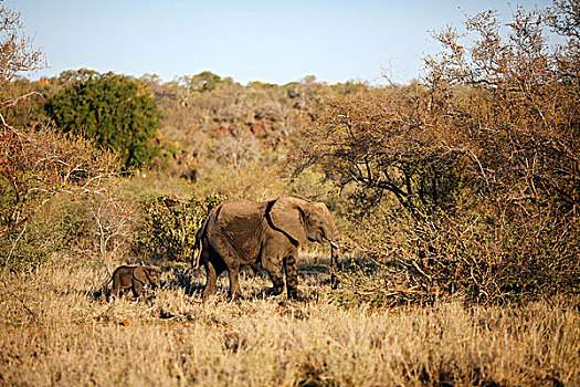 女性,大象,小象,灌木,克鲁格国家公园,南非