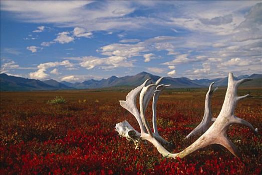 北美驯鹿,头骨,鹿角,北极,苔原,山谷,国家公园,阿拉斯加,秋天