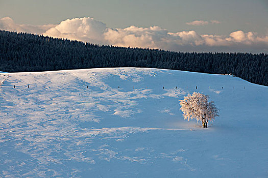 山毛榉树,初雪,早晨,亮光,山,靠近,黑森林,山脉,巴登符腾堡,德国,欧洲