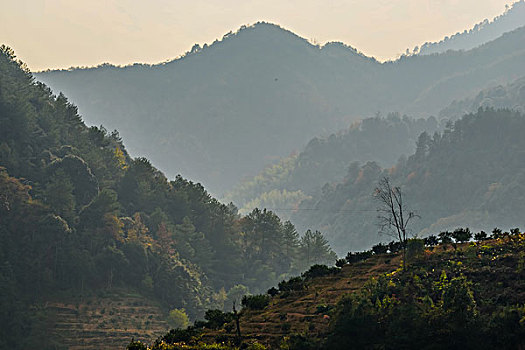 树林,心型,竹林,黄色,森林公园,景区,大山