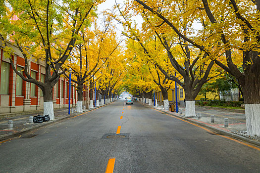 银杏树