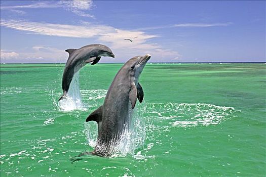 成年,一对,宽吻海豚,跳跃,室外,水,加勒比海,洪都拉斯,中美洲
