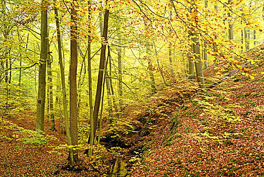 山毛榉,树林,秋天,自然,自然保护区,靠近,勃兰登堡,德国,欧洲
