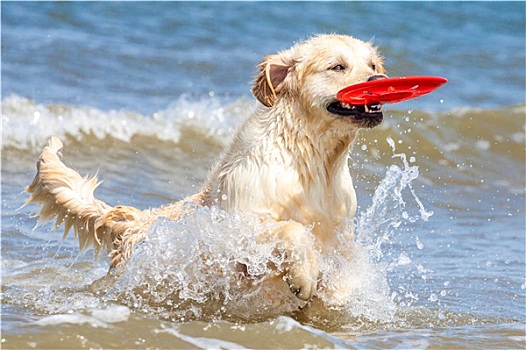 金毛猎犬,海岸