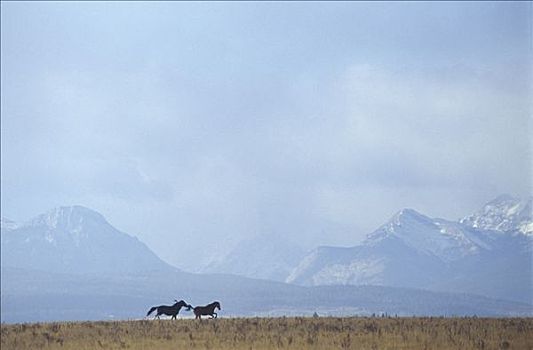野马,草地,地平线,卡纳纳斯基斯县,靠近,加拿大,艾伯塔省