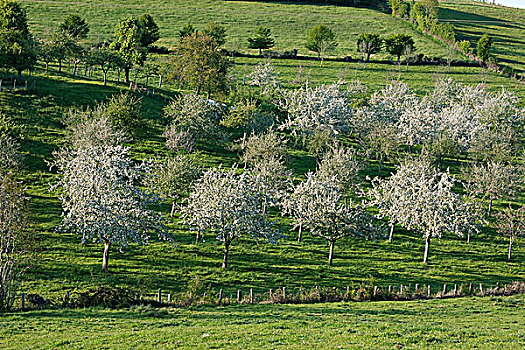 法国,诺曼底,薪水,靠近,苹果树,开花