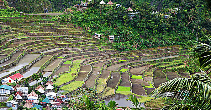 模糊,菲律宾,梯田,稻米,巴纳韦,世界遗产